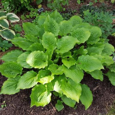 Hosta 'Ruffed Up'